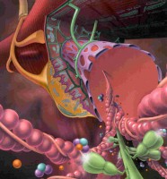 /album/antonio-ascens%c3%a3o/prof-fadiga-jpg/